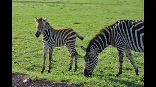 Zebra Run - Cheryl Gallegos, Sapphire Publishing & Films