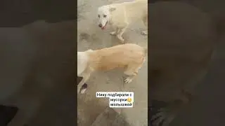 Нике на Инспектор от паразитов 5469 6000 3150 7601