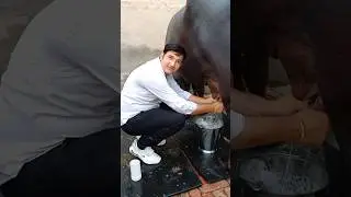 Randeep Malik dairy farm Jind। #short #short_feed