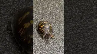 TurtleCrossingRoad#TurtleAdventure#WildLife Encounter❤️🇺🇸