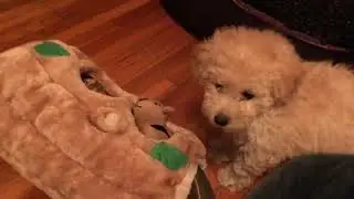 Outward Hound Interactive Puzzle Toy &ndash; Plush Hide and Seek Activity for Dogs
