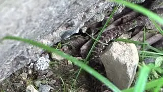 Bothrops asper (Fer-de-lance or Common lancehead - Barba amarilla) Video 15
