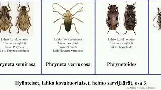 Hy&ouml;nteiset, lahko kovakuoriaiset, heimo sarvij&auml;&auml;r&auml;t, osa 3 insect pallida spinosa tenella tristis