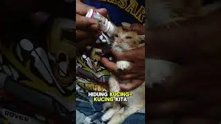 TRIXIN: Tetes Andalan Kucing Sakit Mata & Flu! | link belanja di deskripsi