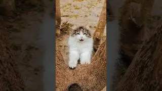 Cat pawing a tree 😼🪵🐾 #cats #feline #shortvideo #youtubeshorts