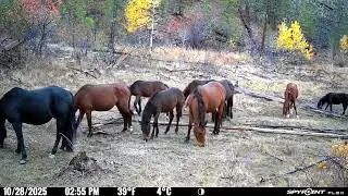 Trail camera, Okanagan, B.C, Sept-Dec 2025