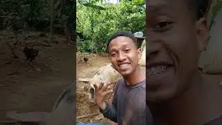 Cala a boca dog😂 #diogoagro #vidanaro&ccedil;a #agricultura #dicas #cabe&ccedil;a #diogoribeiro