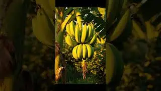 What has a peel and a bunch but isn't a bee? 🍌🧐