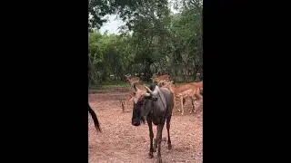 Rare Moment: Pregnant Impala Close to Giving Birth | African Wildlife
