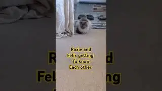Roxie slowly accepts Felix the black cat as a member of the household