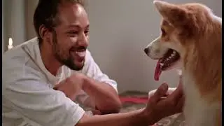 Step-By-Step Guide To Starting Brain Training With Your Dog
