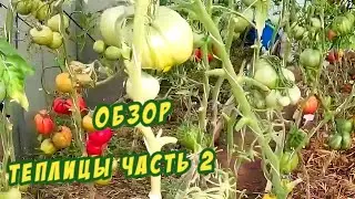 Greenhouse Review Part 2