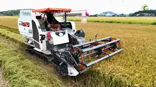 Awesome Rice Harvester Kubota Machinery Working Skills | Rice Cutting Machine Safety Operator