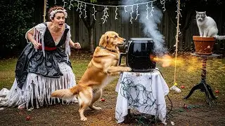 My Pets Crashed My Wedding&hellip; and Turned It Into a Furry Apocalypse 🐶🐱💍🤣🔥