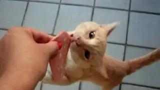 Gato(Pityko) X Mortadela
