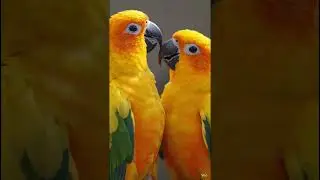 USA KHERA funny video tha shorts video is shorts #short