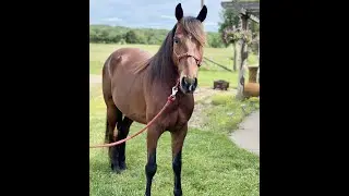 Missouri Foxtrotter Horse For Sale