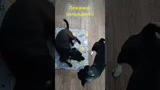 гидро гелевый лежак, охлаждающий 🥵