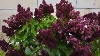 1 of the best wild basil plant with unique flowers