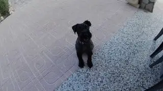 Kerry Blue Terrier Holiday