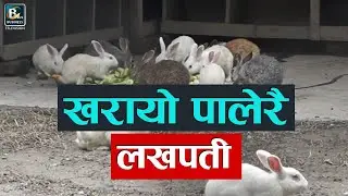 खरायो पालेरै लखपती! Kharayo Palan Kasari Garne | Rabbit Farming in Nepal | BPLUSTV