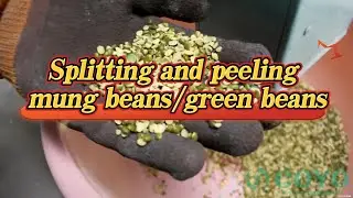 Splitting and peeling mung beans     green beans