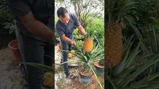 How to grow a pineapple plant in a pot at home. #pineapple #fruit #chinesefarming