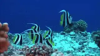 Poisson tropical