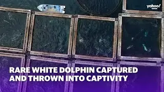 Rare white dolphin snatched from wild for controversial exhibit | Yahoo Australia
