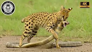 Serval vs. Königskobra – Tempo gegen Gift im Todeskampf #Tierwelt | Tierdokumentation