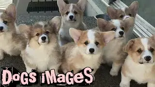 Animal ~ Hd images ❤❤