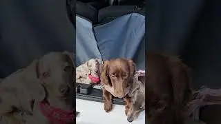 they make me happy #dog #dogshorts #dogs #happy #puppy #puppylove #sausagedog