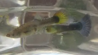 Cross Breeding Guppies (Neon Blue x Sunset Micariff), F2, 2 Months