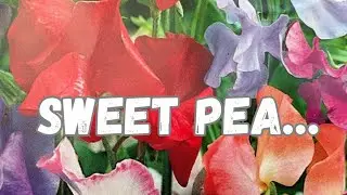 How I Sow Sweet Peas 🥰