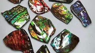 Coated Ammolite stones