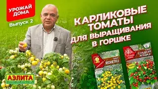 КАРЛИКОВЫЕ ТОМАТЫ для выращивания в горшке