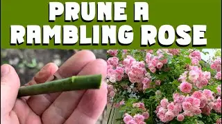 Prune a RAMBLING ROSE Now (NOVEMBER / DECEMBER) is the ideal time.