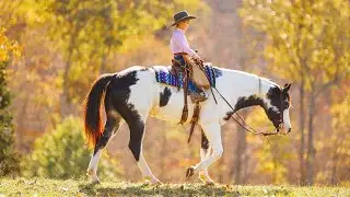 &ldquo;Silverado&rdquo; APHA Gelding, super safe ranch and trail horse!