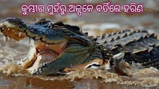 କୁମ୍ଭୀର ମୁହଁରୁ ଅଳ୍ପକେ ବର୍ତ୍ତିଲେ ହରିଣ || bhitarkanika Jungle Walk #birds