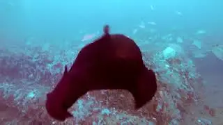 Spanish Dancer Sea Slug