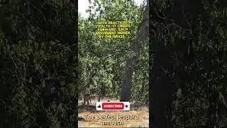 The perfect leopard ambush #animals #hewan #beranda #wildlife #youtubeshorts #homepage