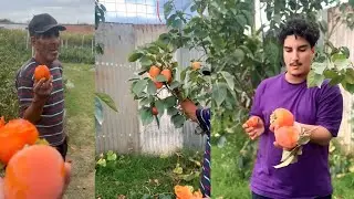  فاكهة الكاكي الكاكا، أو البلاكماين.الشكل والمذاق تشبه فاكهة الطماطم في شكلها و لونها البرتقالي احمر