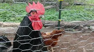 Chickens Go Crazy for Grub Terra Black Soldier Fly Larvae! 🐔 | Honest Review + Chit Chat