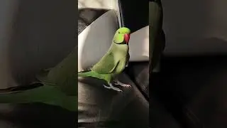 #parrot #mithhuu beti 🍒🦜 support my youtube channel 💖💖🦜 support