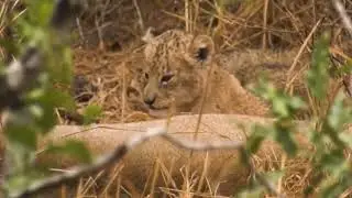 Tiny lions can barely move 🦁❤️