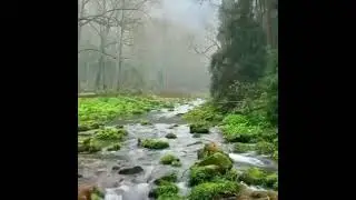 1 hora  som de florestas a coisa mais linda voz de Deus tranquilidade paz e serenidade descanso alma