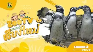 🔴 Live! Penguin | 11-1-2026 , 00:00 | Zoo TV สวนสัตว์เชียงใหม่
