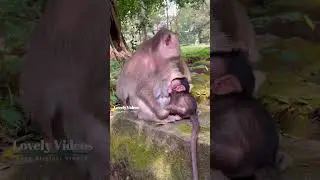 Looks Lovely Mother Monkey Breastfeeding To Baby #0109