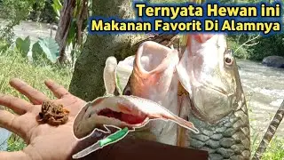 Pasti Jadi Umpan Paling Jitu Mancing Dasaran Ikan Hampala