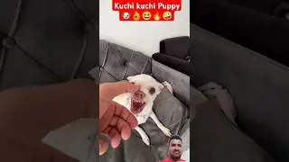 Kuchi kuchi Puppy 🐶👌😆🔥🤪 #funny #trending #funny #shorts #viral #viralshorts
